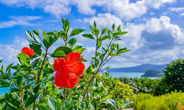 沖縄石垣島　玉取崎展望台のハイビスカス　南国イメージ