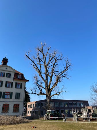Pappel nachher. Wegen einem statischen Gutachten musste diese sehr stark entlastet werden.