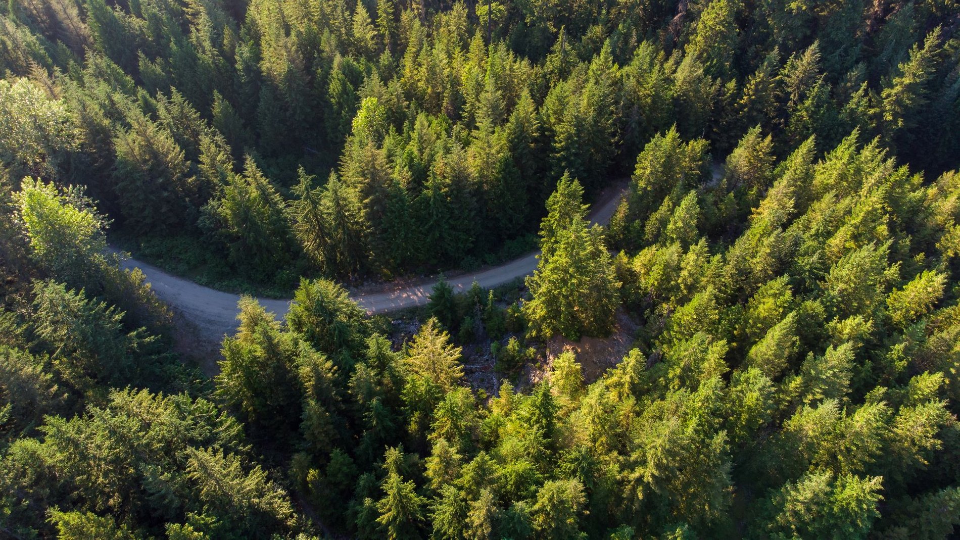 Vue aérienne de pins et d’une route venteuse.