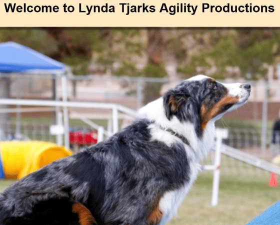 lynda tjarks dog agility