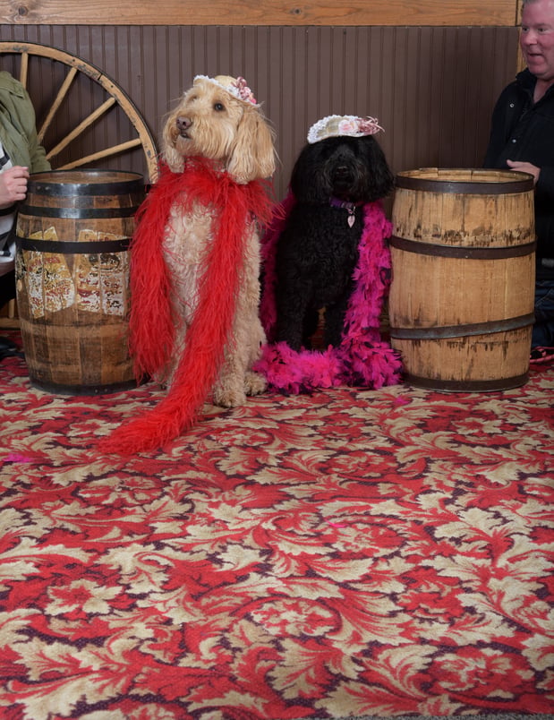 Stella &amp; Paisley, Our Directors of FUN!