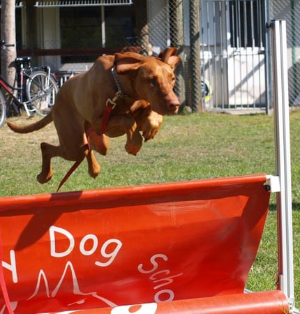 Associazione Cinofila Security Dog School - Il metodo