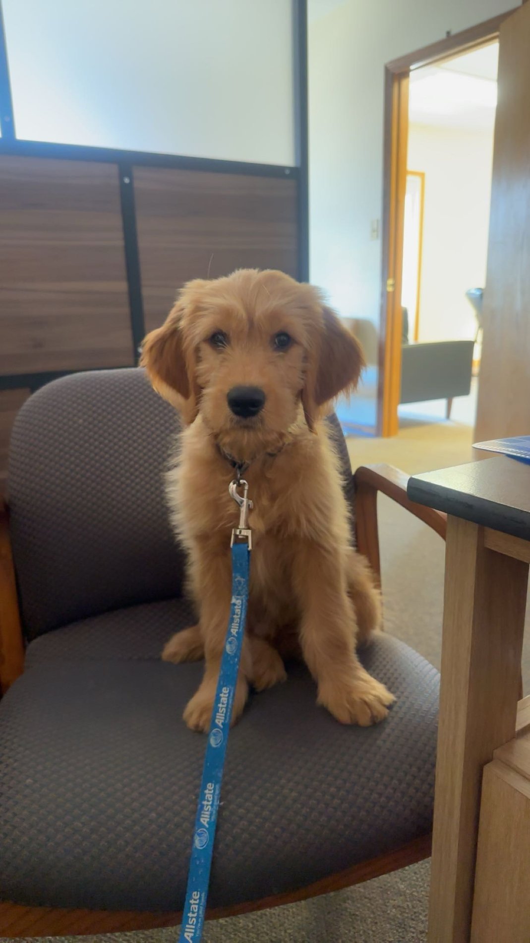 Bocephus Happiness and Hug Coordinator