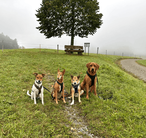 Wind im Hundefell • Spazierdienst & Tierbetreuung, 8308 Illnau im Kanton Zürich
