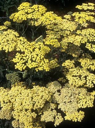 Achillea Moon Dust