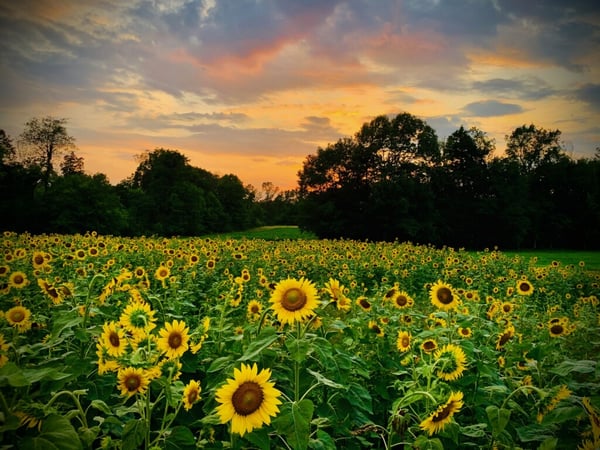 Erik Pieniazek Farmers Insurance Agent in Jackson, TN