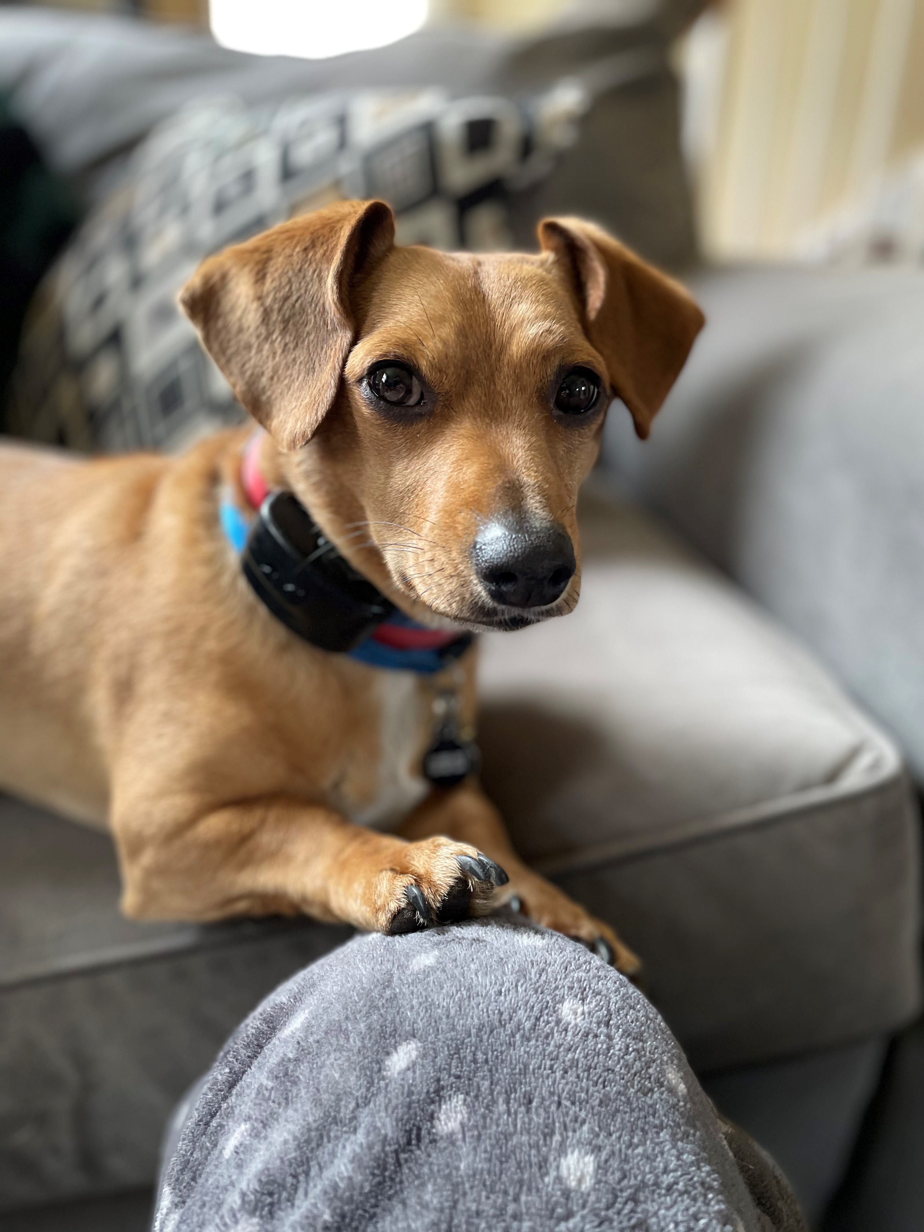 Pocket is at the office once in a while and loves people!