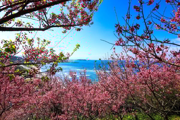 沖縄の桜