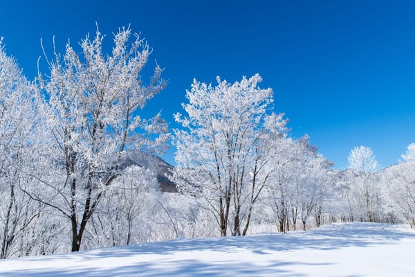 富良野樹氷