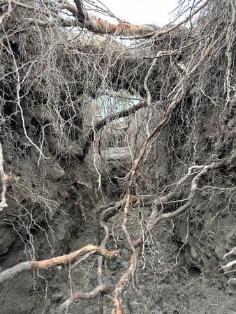 ELLEXA Sàrl, Soins aux arbres à Attalens