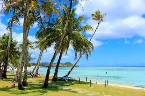 グアムヤシの木