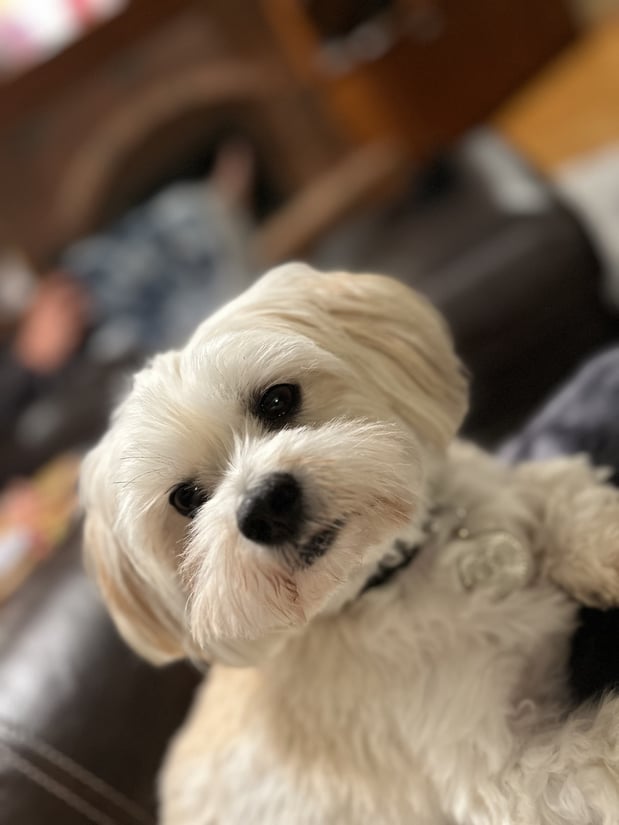 Ozzie- our office mascot!
