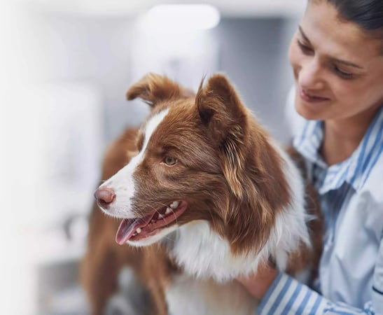 VIP Petcare Veterinarian in Frisco TX