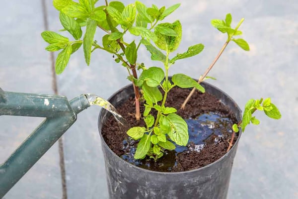 Grow your own tomatoes in a pot / RHS Gardening