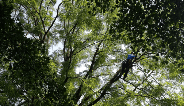 Pflege eines Schnurbaumes