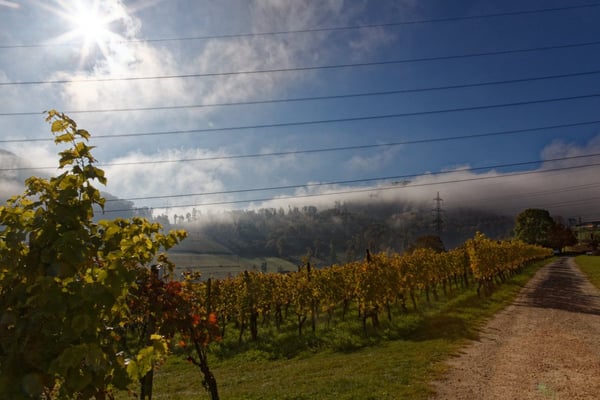 Weinbau Leuengrund - Schneider Weine - Pratteln - Baselbieter Wein