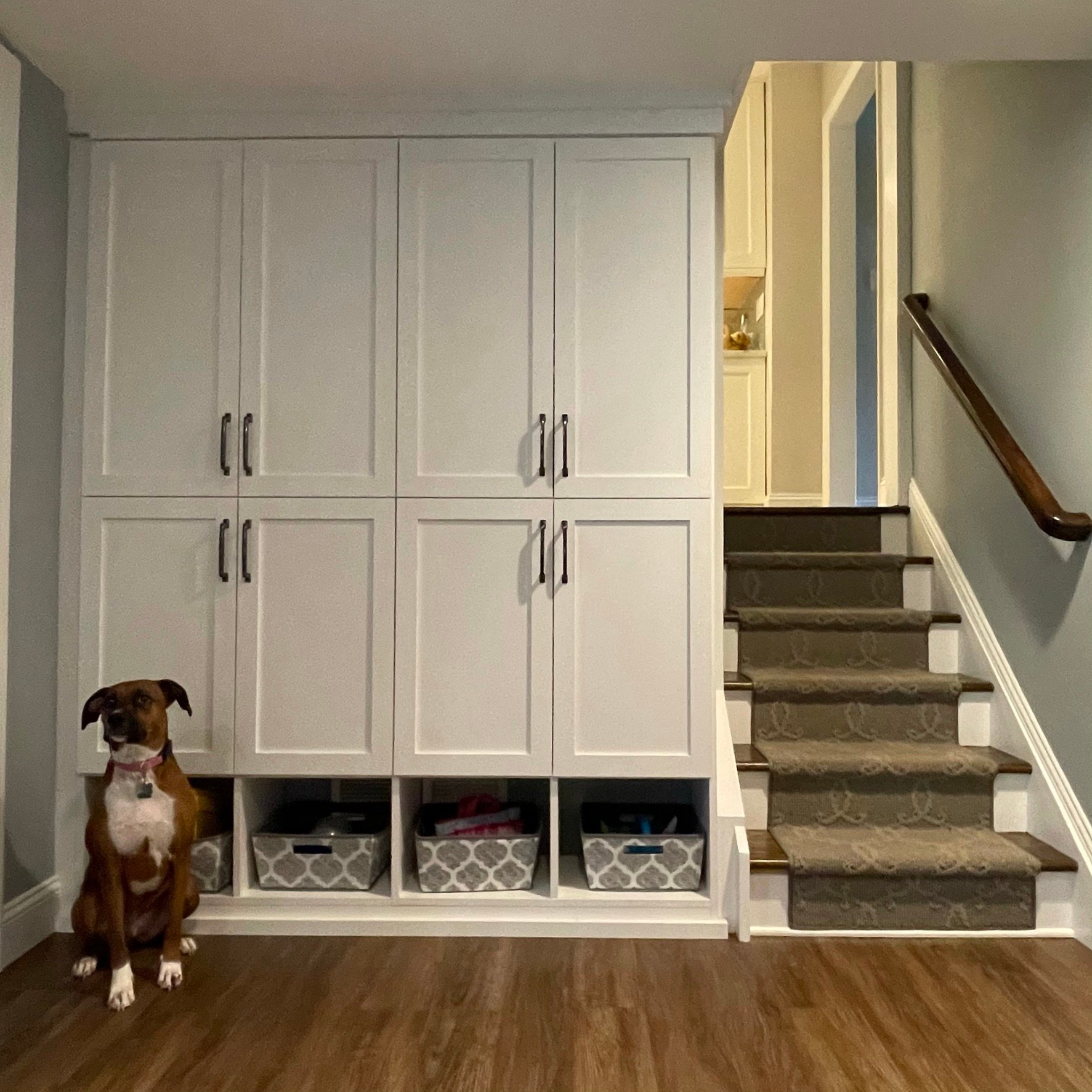 mudroom with white cabinets and stairway to the right with brown and white dog in foreground