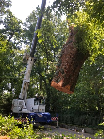 Les Artisans de L'Arbre Sarl a les compétences pour abattre des arbres de toutes tailles en toutes situations
