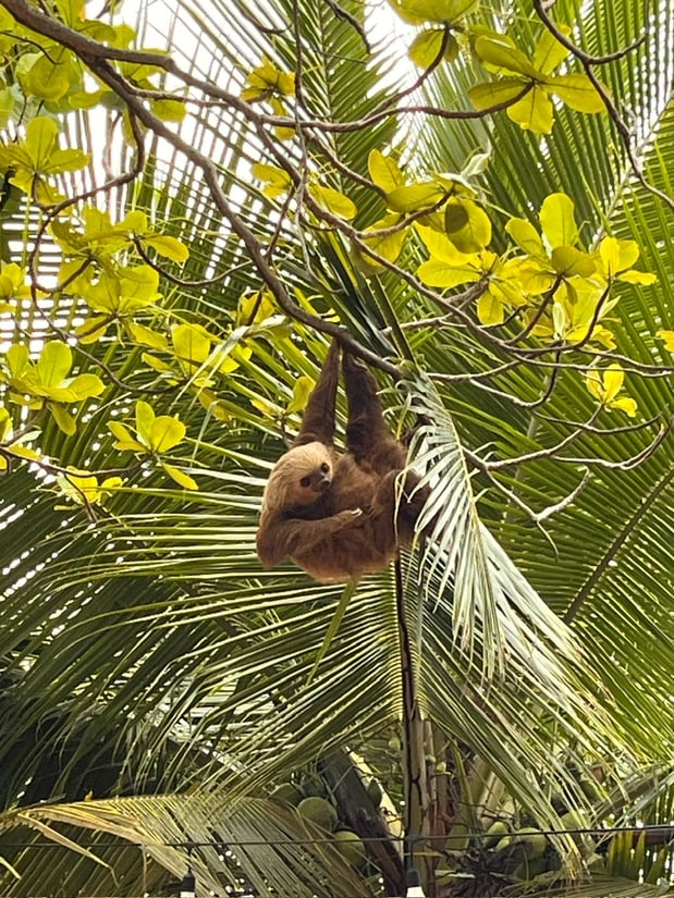 sloth in tree