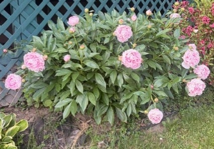 Some of Kati's peonies from her garden
