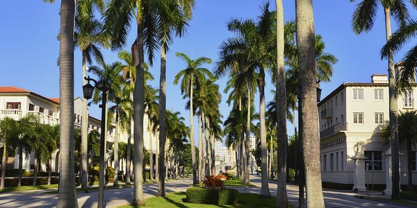 Palm trees in Florida