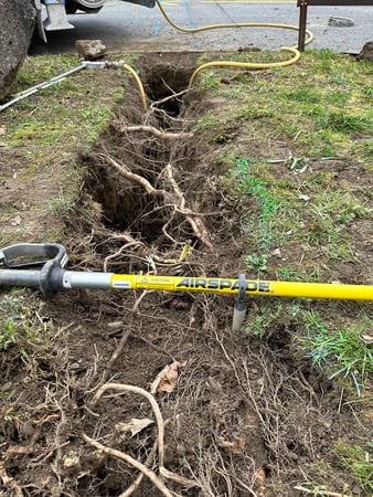 ELLEXA Sàrl, Soins aux arbres à Attalens