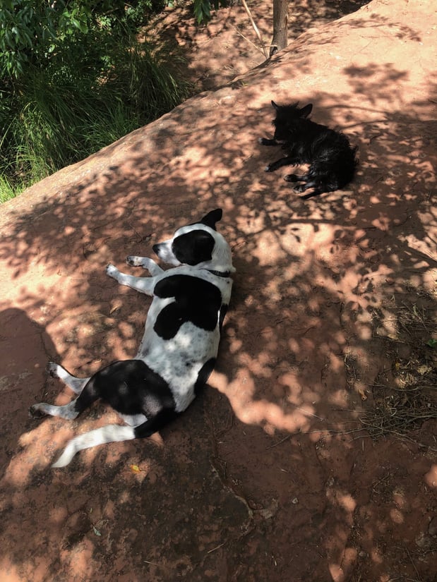 Kati's dogs, Molli &amp; Luna, enjoying some shade at the creek near Sedona.