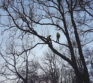 man im baum