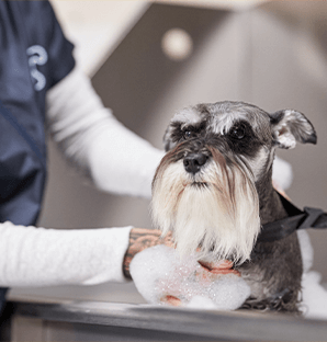 Grooming at outlet petco