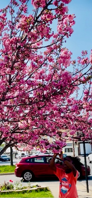 Tree Bloom