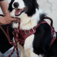 Collars, Leashes, & Harnesses