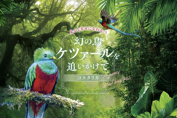 見ると幸せになれる？幻の鳥ケツァールを追いかけて～コスタリカ～