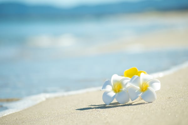 ビーチに落ちているプルメリア
