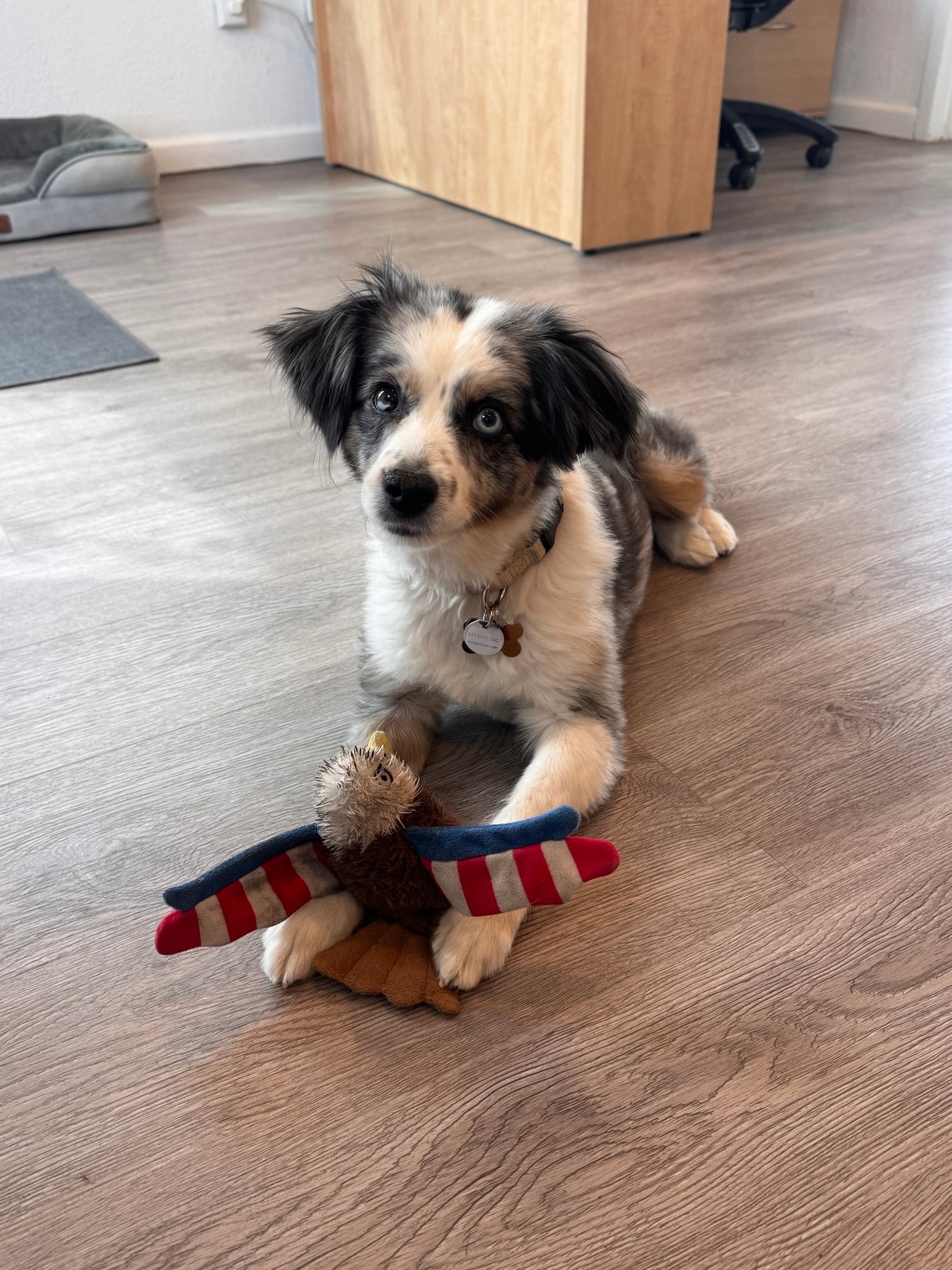 Ms. May our office dog.