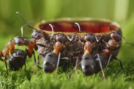 Lotta alle formiche