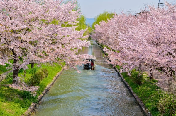 春の宇治川