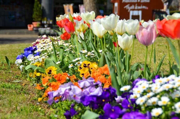 4月 チューリップ