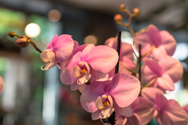 Au Bouquet Basel - Eine grosse Auswahl an Orchideen