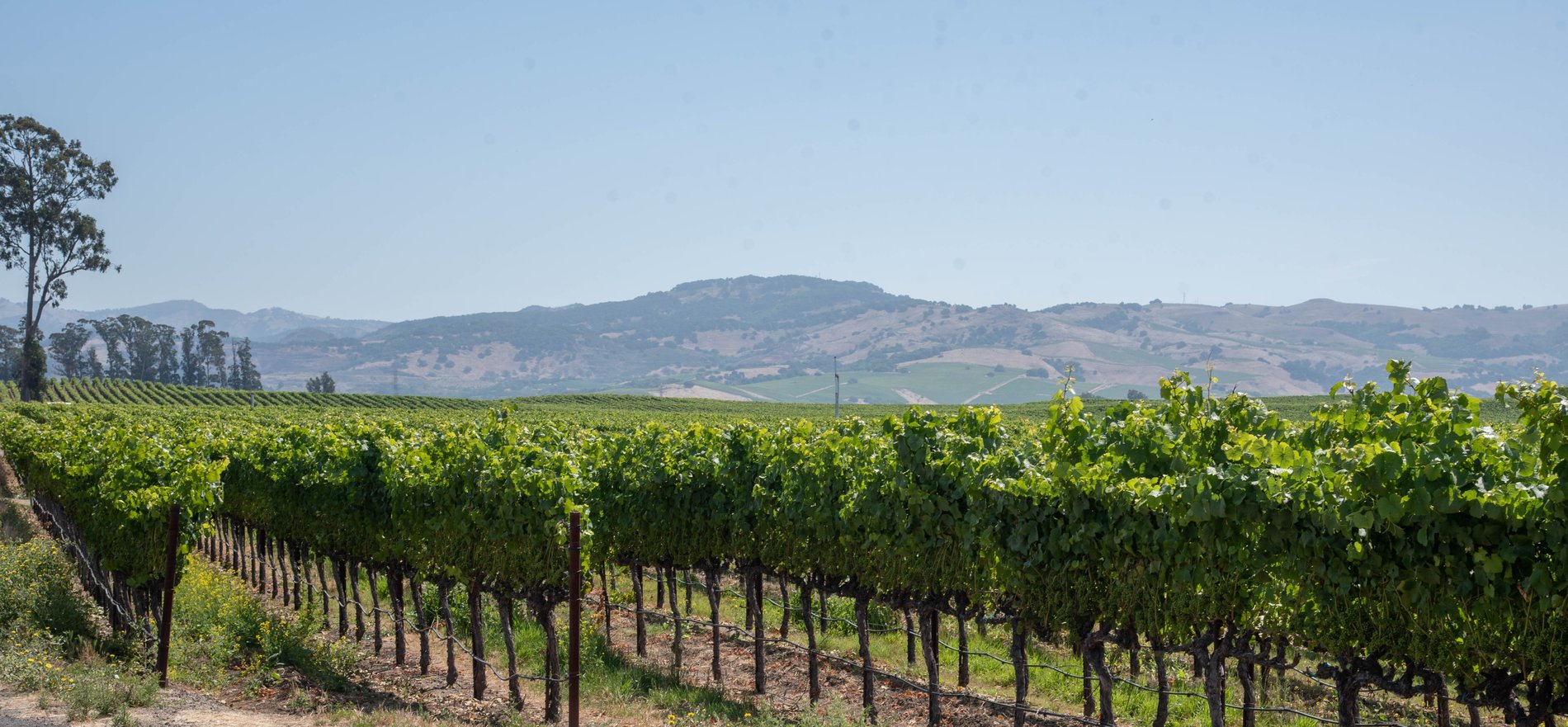 The Napa Reserve Group | Napa, CA | Morgan Stanley Wealth Management