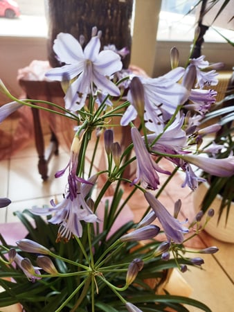 AGAPANTHUS