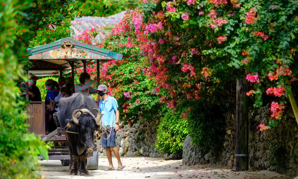 竹富島　水牛車