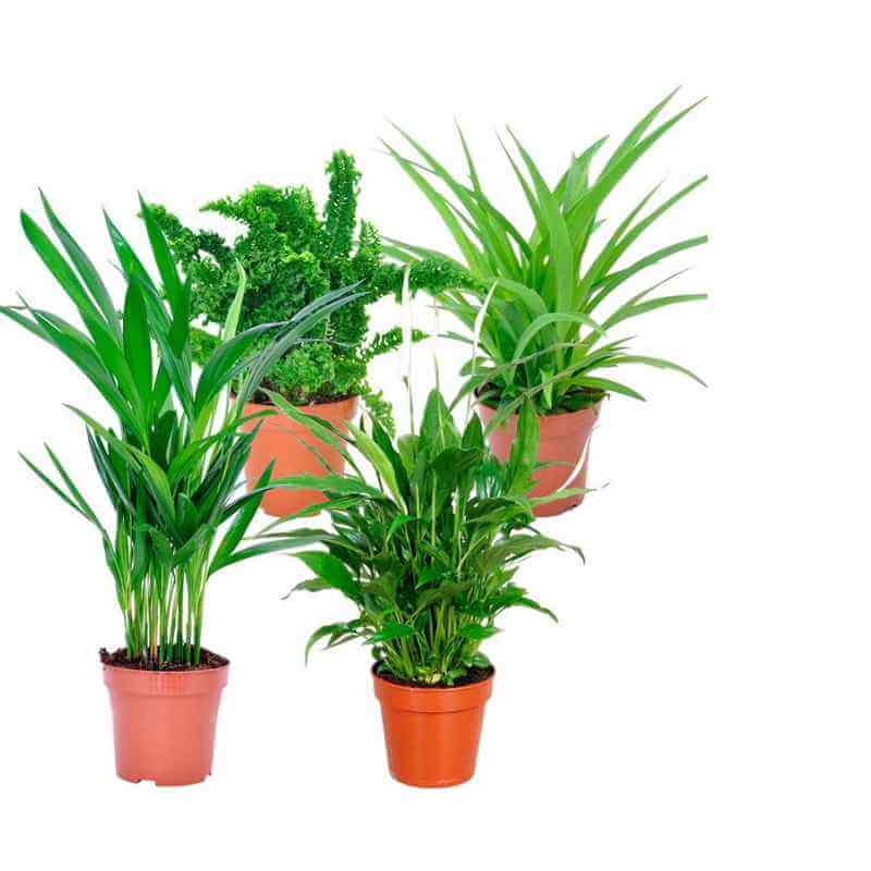 OBI Gartencenter Konstanz alles für deinen Garten