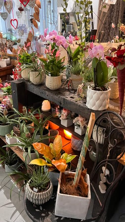 Interno negozio. Piante, fiori, orchidee, marimo, decorazioni, vasi,accessori