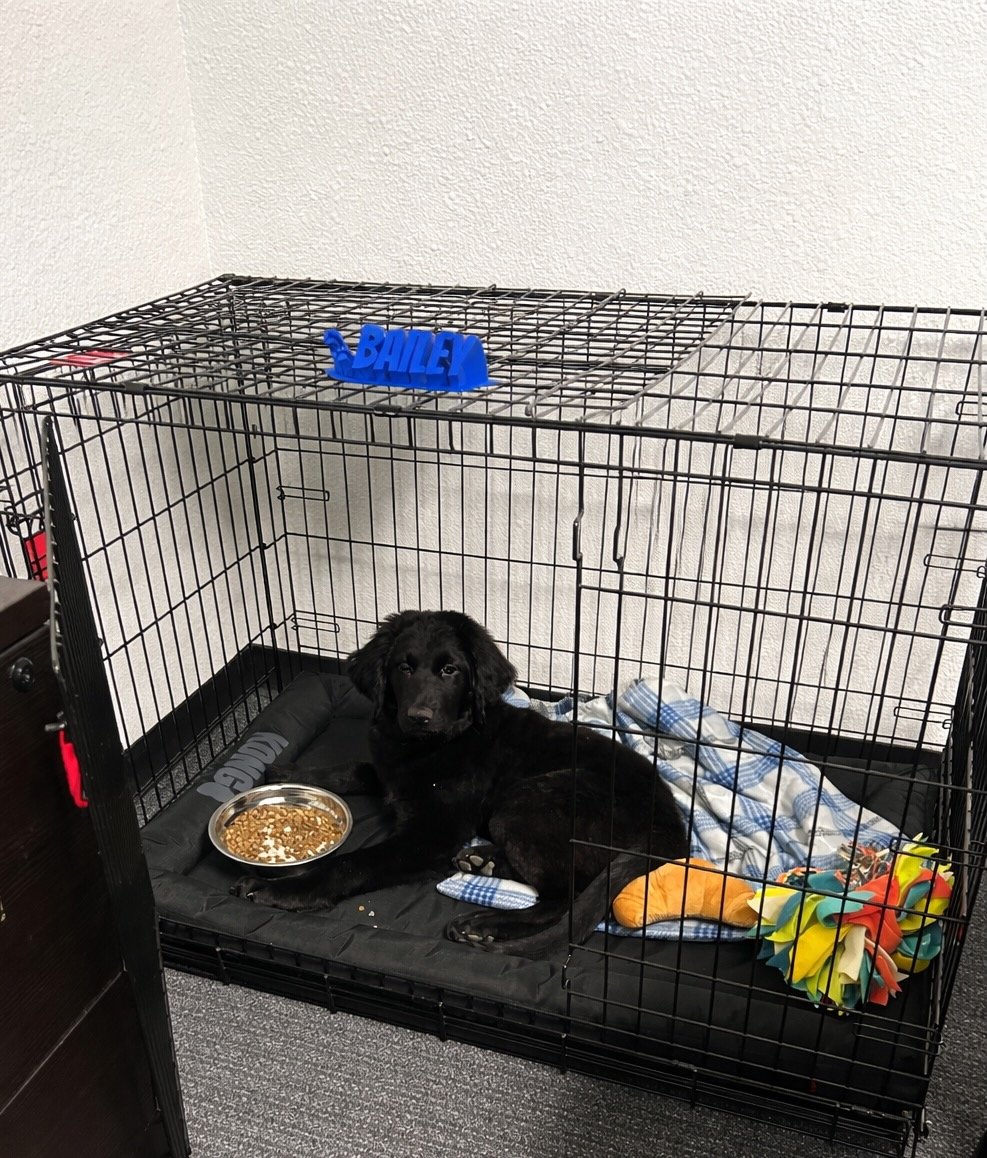 Bailey the Office Mascot.