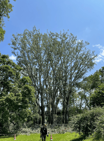 Grosse Pappelgruppe nach einer Kronenpflege