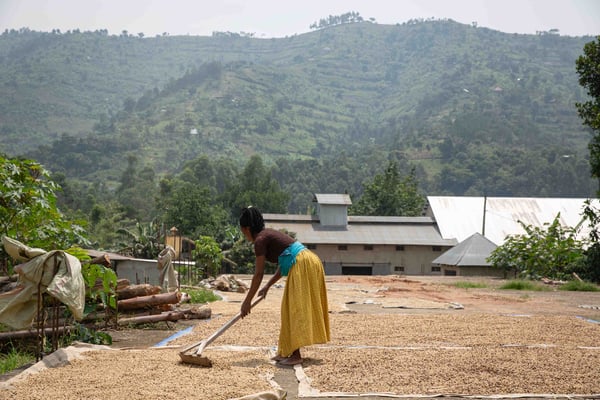 productrice café ( coopérative de femmes,Uganda)