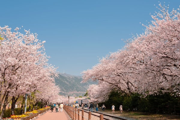 韓国の桜