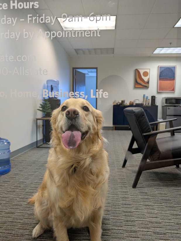 Auri the office dog