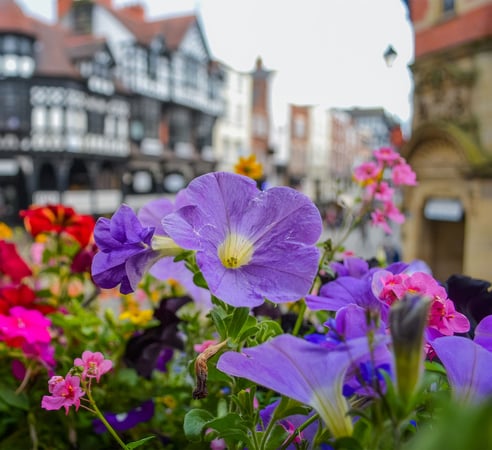 Flowers with Chester city centre in the background