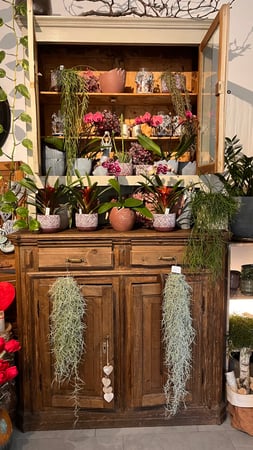 Interno negozio. Fiori, piante, marimo, decorazione, accessori, vasi